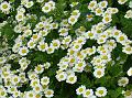 2012-0628_1415_Feverfew_26,8C